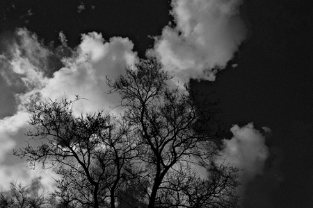 Tree in black and white - Boom in zwart wit genomen. - foto door EduardPaul op 05-05-2021 - locatie: Noardeast-Fryslân, Nederland - deze foto bevat: wolk, lucht, atmosfeer, wereld, blad, boom, afdeling, natuurlijk landschap, zwart en wit, grijs