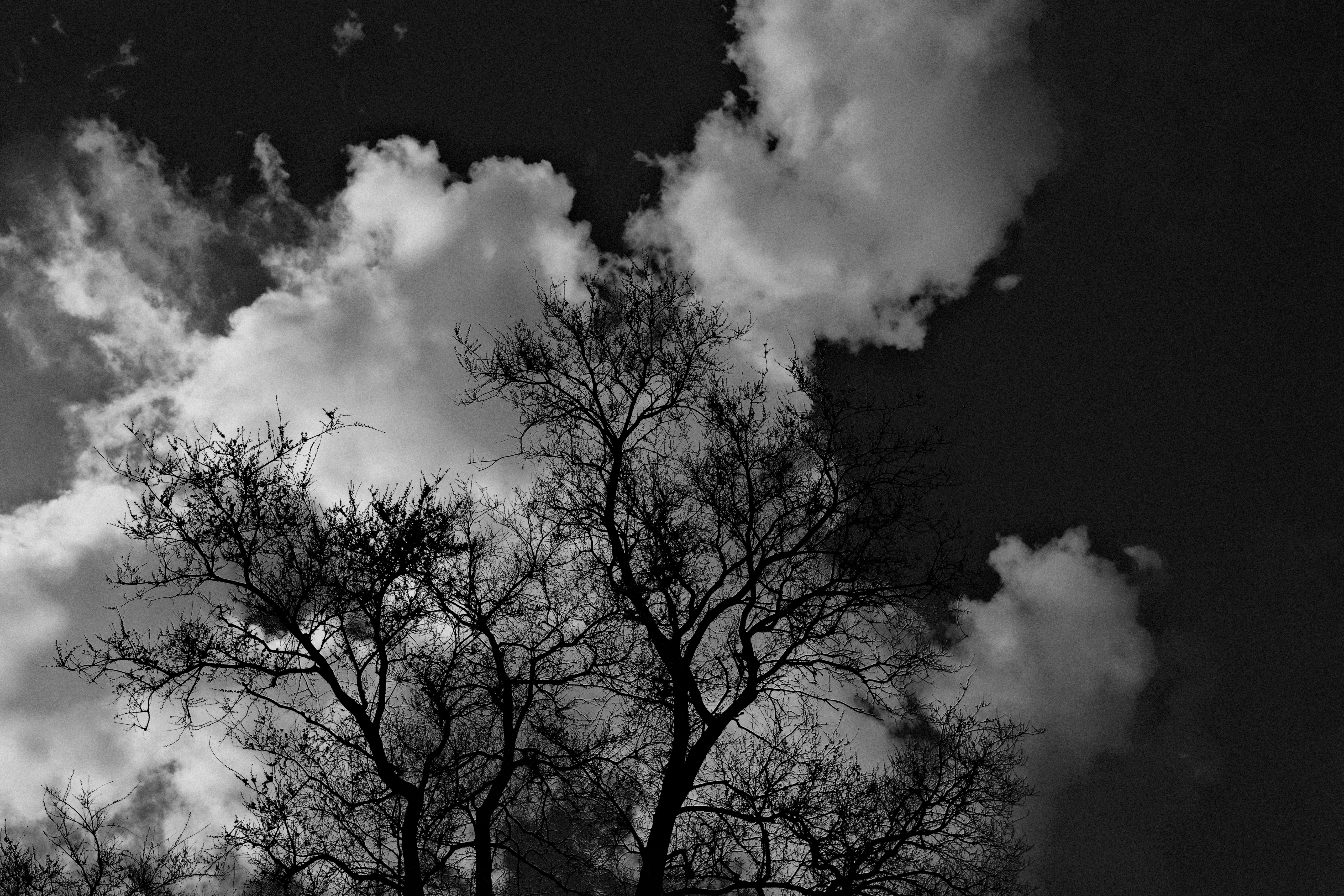 Tree in black and white - Boom in zwart wit genomen. - foto door EduardPaul op 05-05-2021 - locatie: Noardeast-Fryslân, Nederland - deze foto bevat: wolk, lucht, atmosfeer, wereld, blad, boom, afdeling, natuurlijk landschap, zwart en wit, grijs