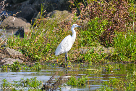 Kleine Zilverreiger