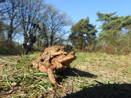 Samen op weg naar het Romeins voedselbos, Nijmegen 2026