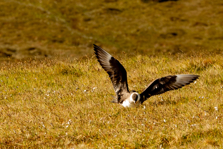 Kleine jager (Arctic Skua)