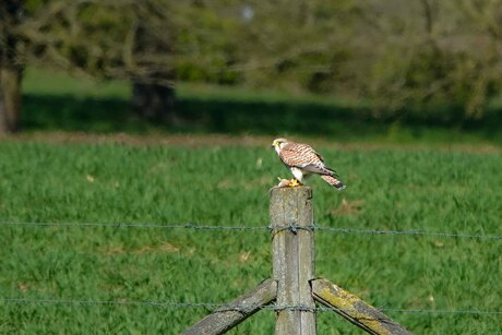 mw. Torenvalk heeft de buit binnen