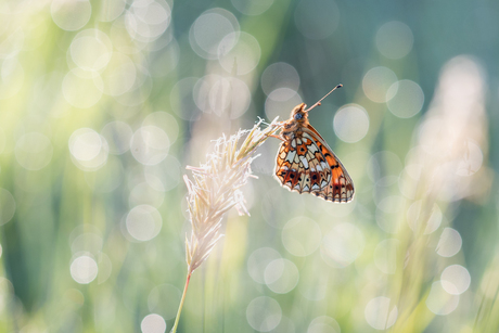 Zilveren Maan in het ochtendlicht