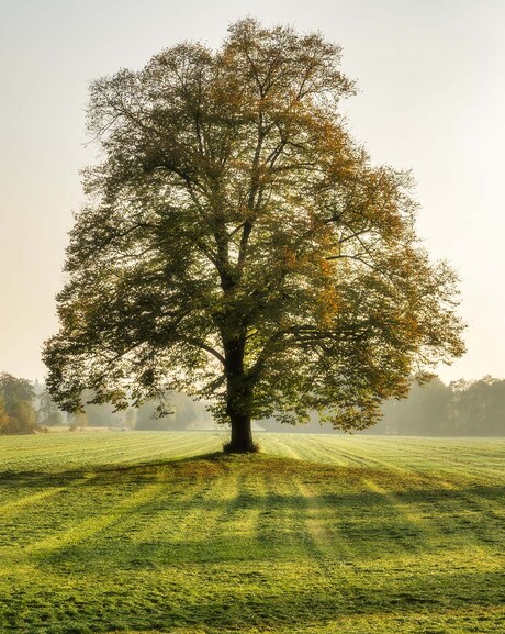 Boom met herfstkleuren