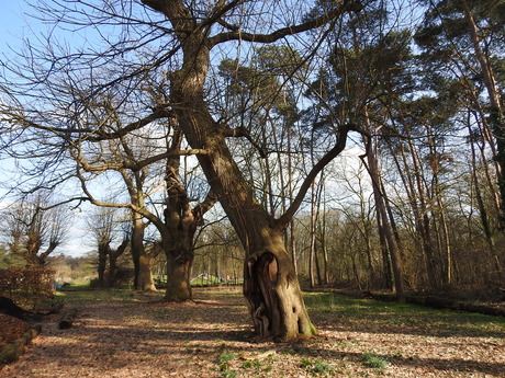 Lente rondom Het Romeins Voetselbos 2026