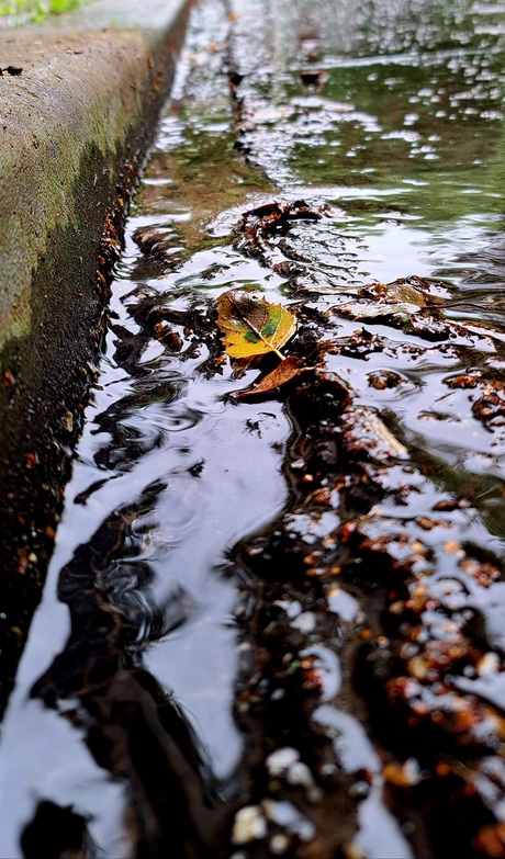 Herfstbladeren in een wilde stadsrivier