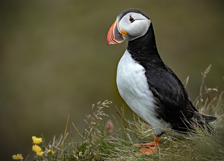 puffin