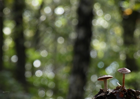 Lichtbollen regen..........