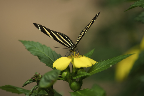 Vlinder