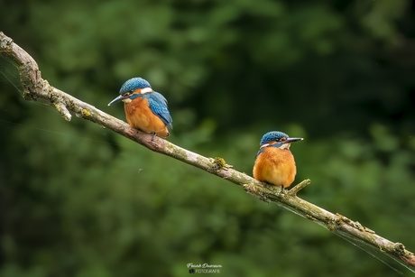 IJsvogels.