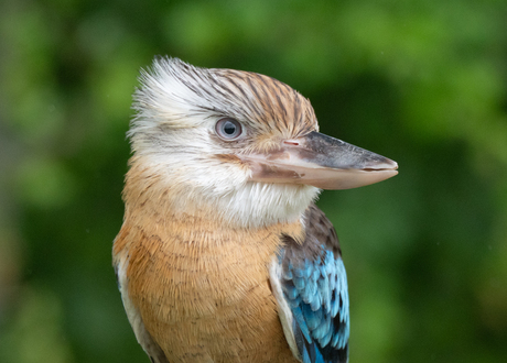 Kookaburra (Australische ijsvogel)