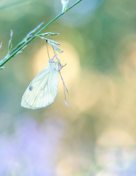 Gewoon, maar toch zo mooi