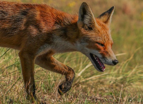 Jagende vos