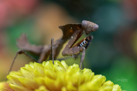 Deroplatys dessicata 