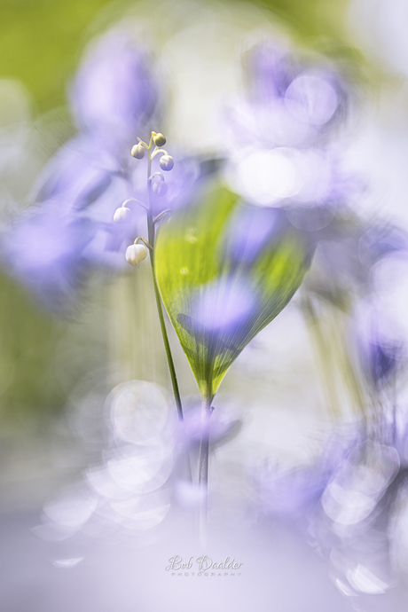Lelietje van Dalen viert feest... 