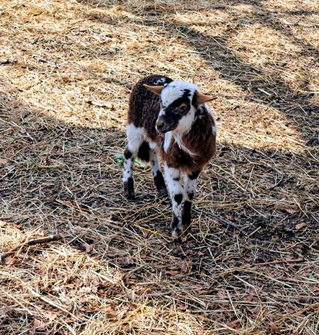 Mooi gevlekt lammetje van het drents heideschaap 