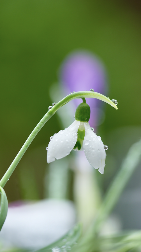 Sneeuwklokje met regendruppels 