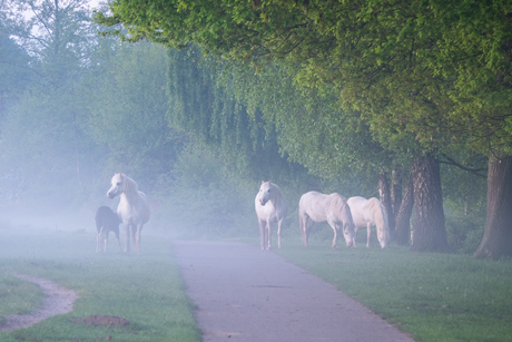 paarden  in de mist