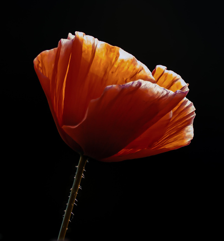 Zacht gevangen door het licht