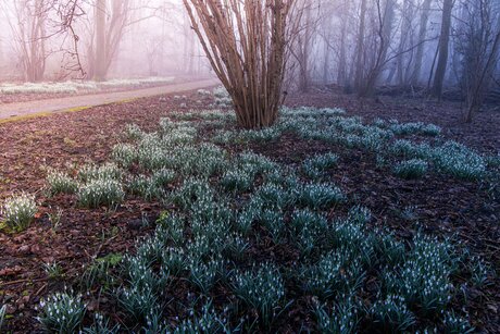 Sneeuwklokjes festival
