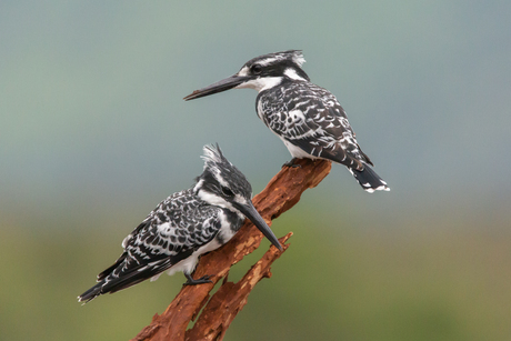 Bonte ijsvogel