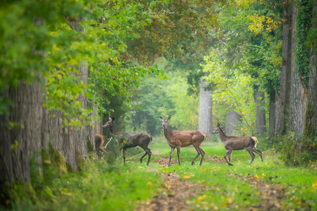 Hindes in het bos