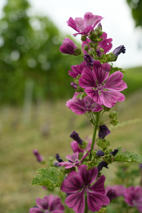 Kaasjeskruid tussen de druiven