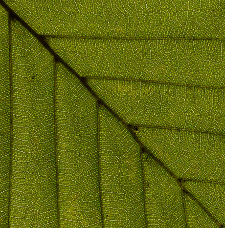 Patterns in Nature #1
