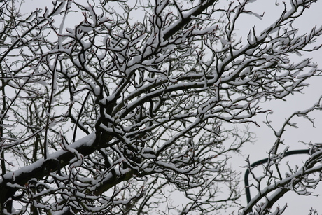 Takken met sneeuw / abstract