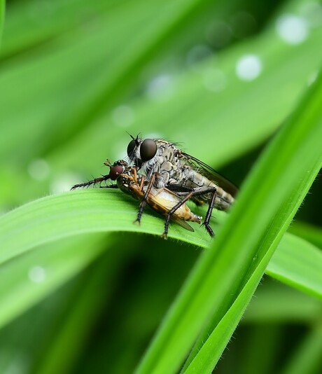 Gewone roofvlieg ( Tolmerus atricapillus )met een Zweefvlieg als prooi 