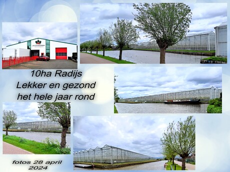 Collage   10 ha Radijs  met vijf  fotos  van de Kwekerij  Grootscholten  fotos 28 april 2024  