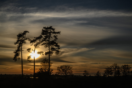 ondergaande zon door bomen