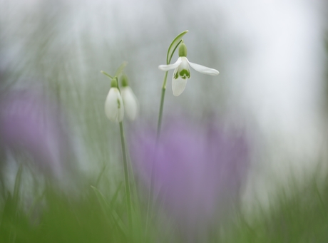 Sneeuwklokjes...