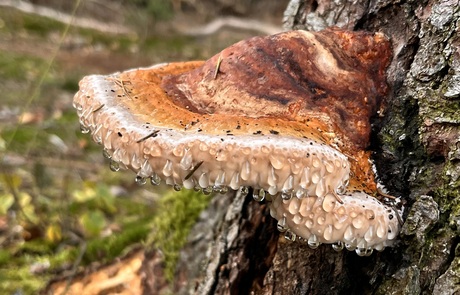 Roodgerande houtzwam.