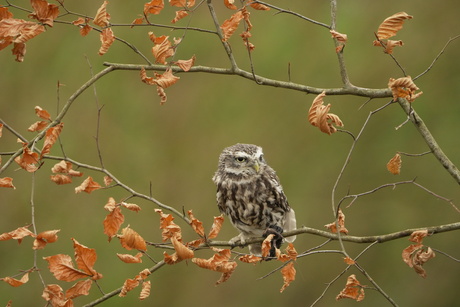 Steenuiltje tussen de herfstblaadjes