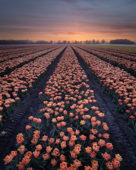 Zonsopkomst koningsdag
