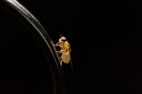 Heeeeel klein vliegje