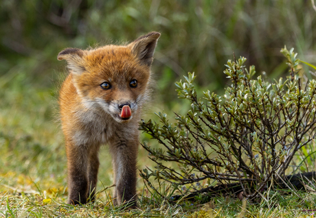 Jonge vosjes in de duinen.