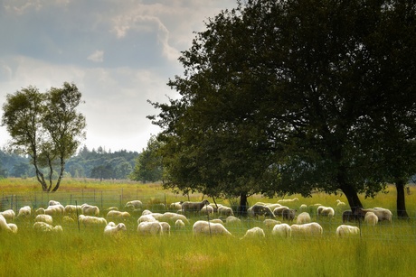 Alle schapen Verzamelen!