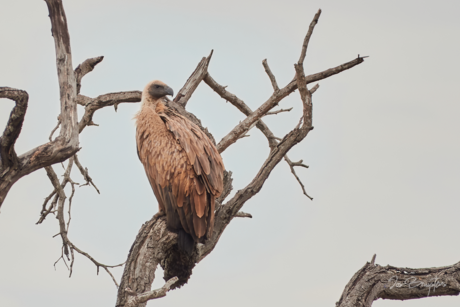 White-backed Vulture.