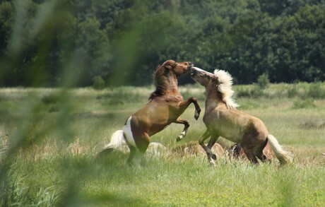 Spelende paarden