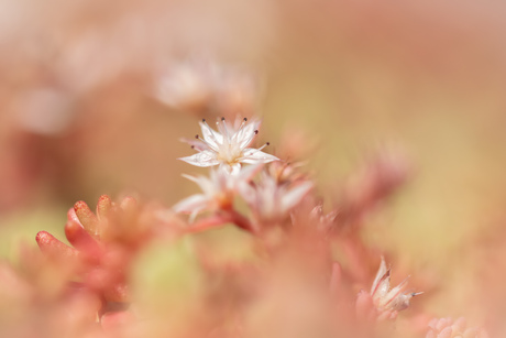 Bloemetje in het groendak