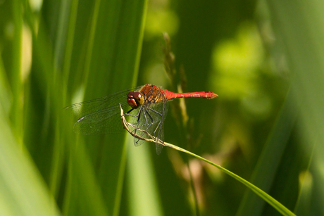 Bloedrode heidelibel