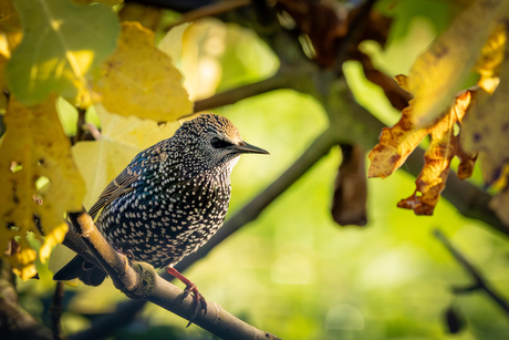 Spreeuw tussen de herfstbladeren