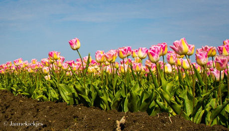 Tulpenveld 