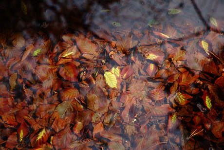 Objectieven kijken zich lens de natuur in