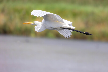 Grote zilverreiger in vlucht