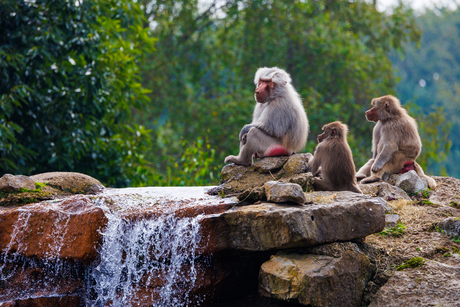 Bavianen safaripark beekse bergen