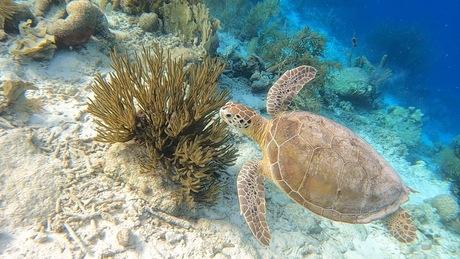 Sea turtle