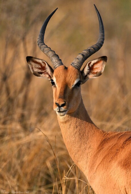 Graceful Impala